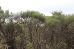 Allocasuarina campestris