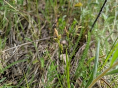 Carex torreyi