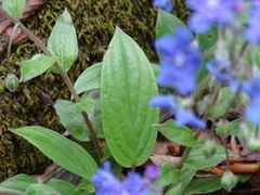 Omphalodes cappadocica