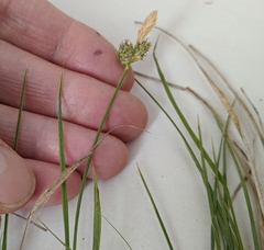 Carex torreyi