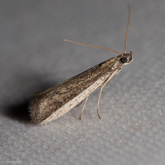 Barberia affinitella