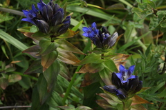 Gentiana dschungarica