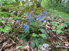 Omphalodes cappadocica