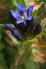Gentiana dschungarica