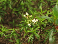 Galianthe bogotensis