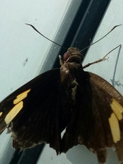 Erionota thrax