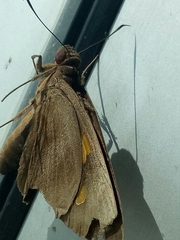 Erionota thrax