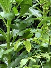 Junonia hedonia