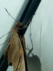 Erionota thrax