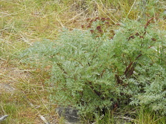 Lomatium dissectum