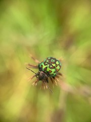 Orsilochides variabilis