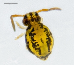 Sminthurinus elegans