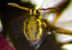 Sminthurinus elegans