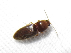 Horistonotus simplex