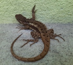 Sceloporus variabilis