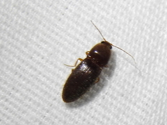 Horistonotus simplex