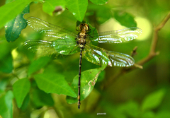 Macrothemis