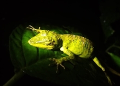 Pseudocalotes tympanistriga