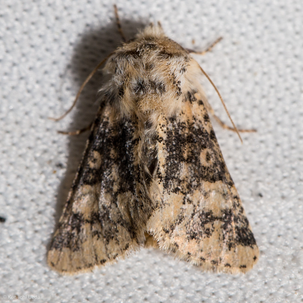 Unciella primula
