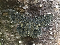 Amblychia hymenaria