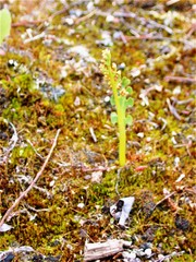 Botrychium minganense