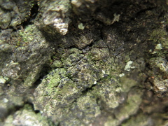 Bacidia circumspecta