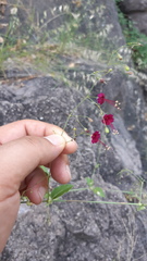 Boerhavia gracillima