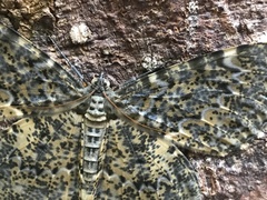 Amblychia hymenaria