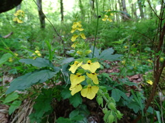 Rhynchocorys stricta