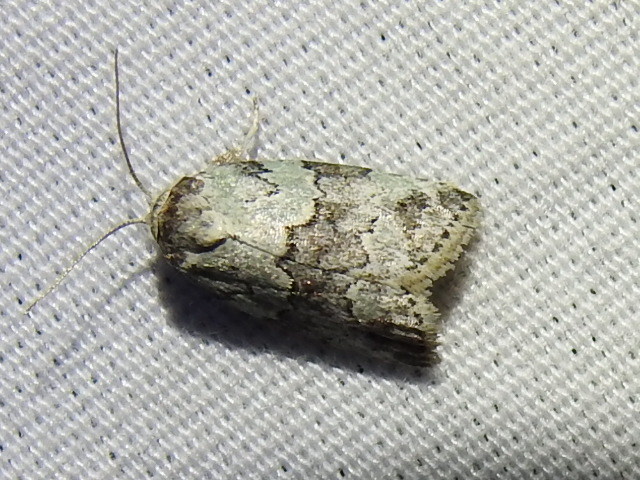 Dyar's Lichen Moth