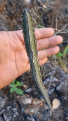 Peniocereus marianus