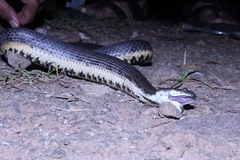 Cerberus schneiderii