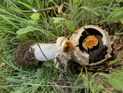Agaricus deserticola
