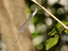 Indolestes tenuissimus