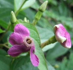 Laubertia contorta