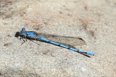 Argia lacrimans