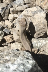 Liolaemus moradoensis