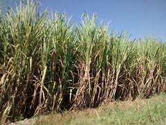 Saccharum officinarum