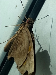 Erionota thrax