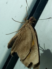 Erionota thrax