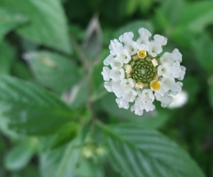 Lantana canescens