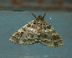 Geometridae