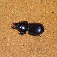 Scaraphites lenaeus lenaeus