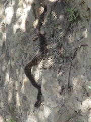 Crotalus oreganus helleri
