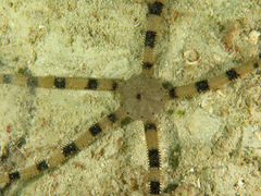 Ophiarachnella