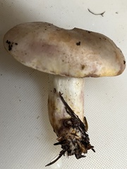 Lactarius pallescens