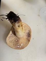 Lactarius pallescens