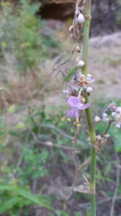 Tradescantia gentryi