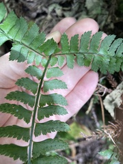 Polystichum hancockii