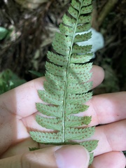 Polystichum hancockii